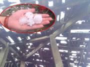 Tin tức - Xót xa hình ảnh nóc nhà thủng lỗ chỗ, vườn mận non dập nát do mưa đá ở Bắc Kạn