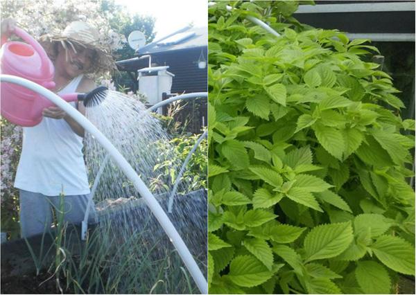 Ông bố Việt sở hữu vườn rau sạch ăn quanh năm không hết ở Đức - 1