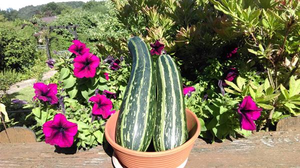 Ông bố Việt sở hữu vườn rau sạch ăn quanh năm không hết ở Đức - 10