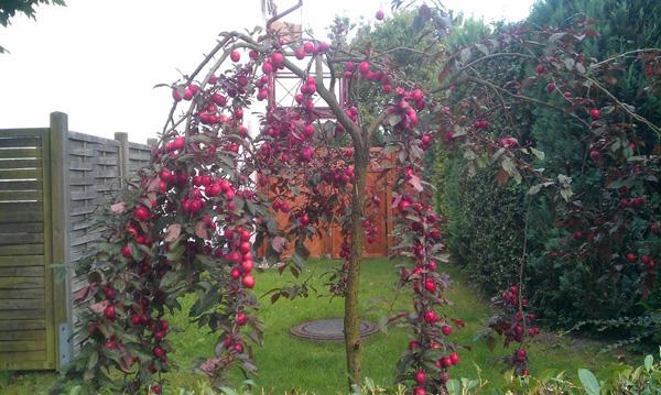 Ông bố Việt sở hữu vườn rau sạch ăn quanh năm không hết ở Đức - 12