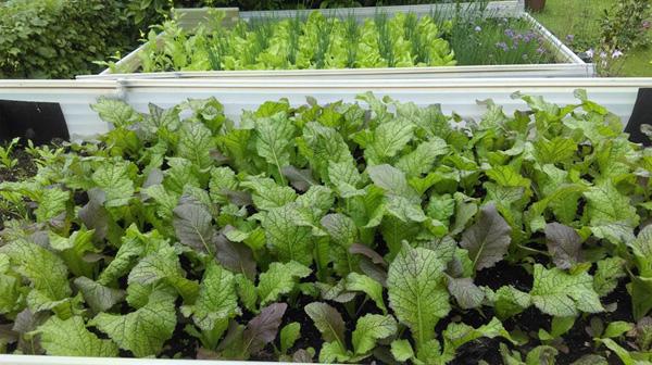 Ông bố Việt sở hữu vườn rau sạch ăn quanh năm không hết ở Đức - 2