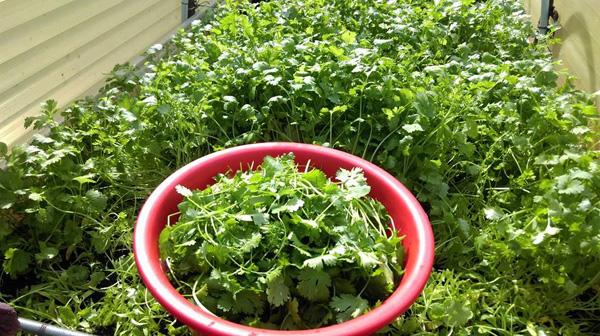 Ông bố Việt sở hữu vườn rau sạch ăn quanh năm không hết ở Đức - 3