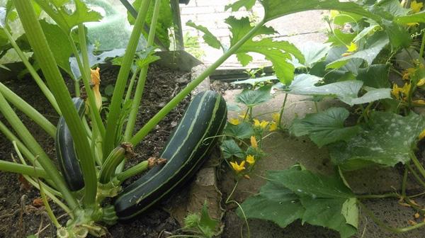 Ông bố Việt sở hữu vườn rau sạch ăn quanh năm không hết ở Đức - 4