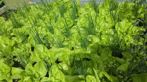 Ông bố Việt sở hữu vườn rau sạch ăn quanh năm không hết ở Đức - 5