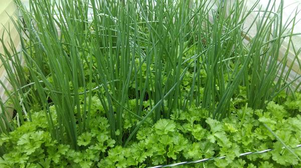 Ông bố Việt sở hữu vườn rau sạch ăn quanh năm không hết ở Đức - 6