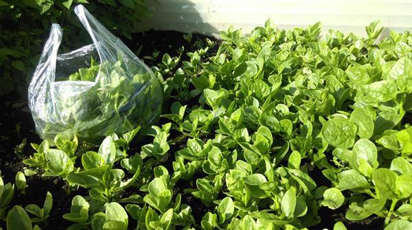 Ông bố Việt sở hữu vườn rau sạch ăn quanh năm không hết ở Đức - 7