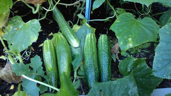 Ông bố Việt sở hữu vườn rau sạch ăn quanh năm không hết ở Đức - 8