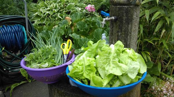 Ông bố Việt sở hữu vườn rau sạch ăn quanh năm không hết ở Đức - 9