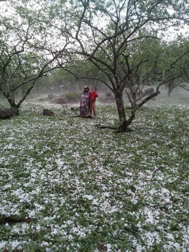 Xót xa hình ảnh nóc nhà thủng lỗ chỗ, vườn mận non dập nát do mưa đá ở Bắc Kạn - 9