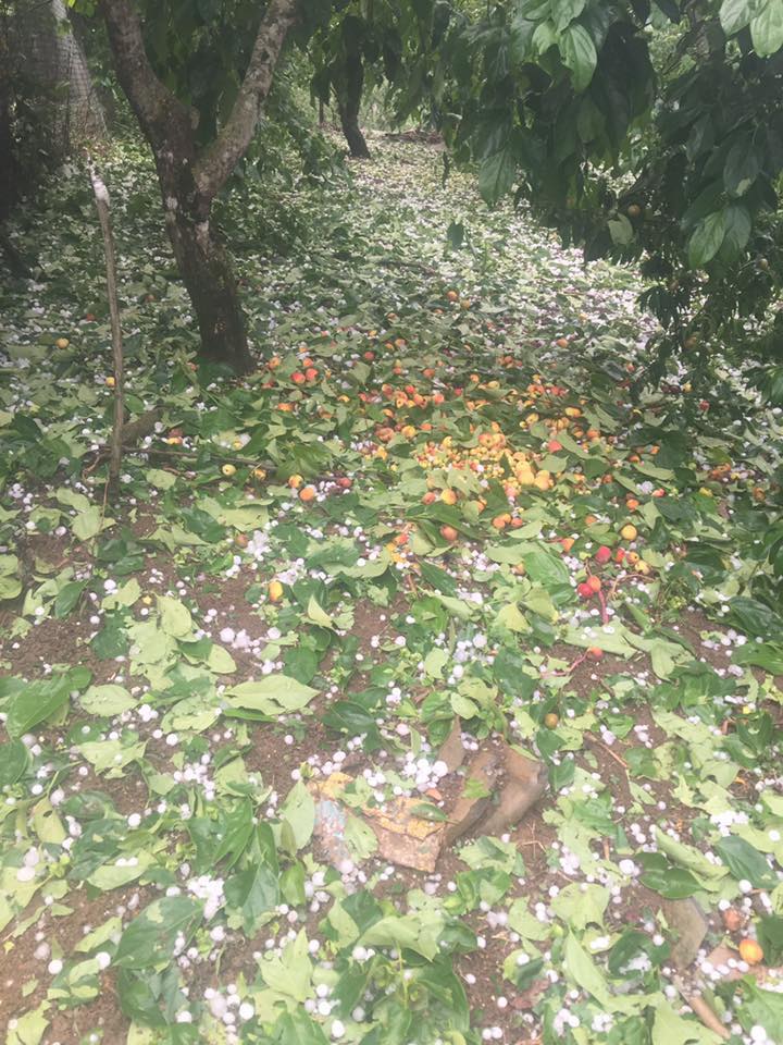 Xót xa hình ảnh nóc nhà thủng lỗ chỗ, vườn mận non dập nát do mưa đá ở Bắc Kạn - 10