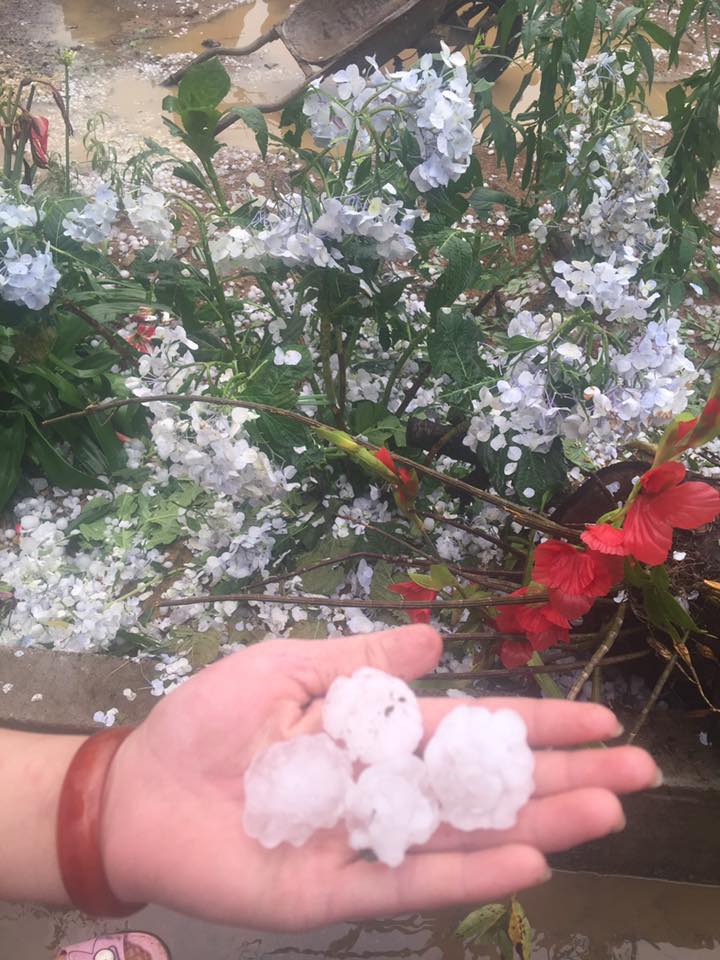 Xót xa hình ảnh nóc nhà thủng lỗ chỗ, vườn mận non dập nát do mưa đá ở Bắc Kạn - 11