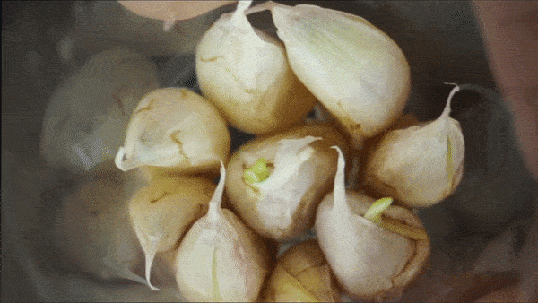 Mẹo trồng tỏi trong cốc nhựa cực kỳ đơn giản, mấy tháng sau có tỏi sạch ăn mãi không hết - 7