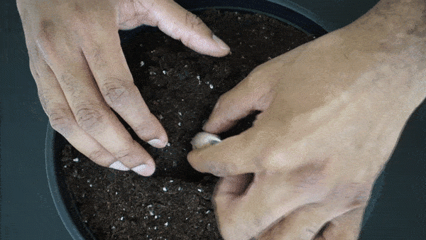 Mẹo trồng tỏi trong cốc nhựa cực kỳ đơn giản, mấy tháng sau có tỏi sạch ăn mãi không hết - 9