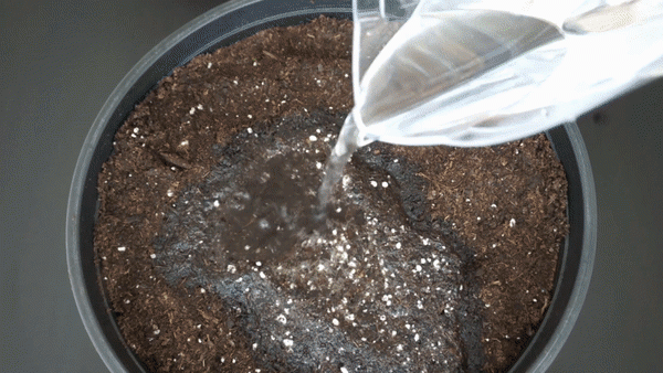 Mẹo trồng tỏi trong cốc nhựa cực kỳ đơn giản, mấy tháng sau có tỏi sạch ăn mãi không hết - 11