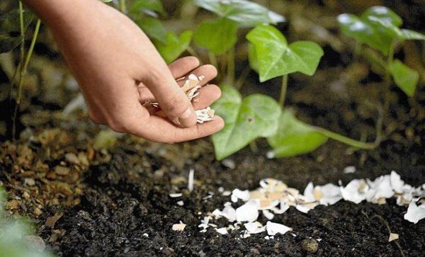 Cô gái lén lấy quả trứng chôn xuống vườn, ai cũng ngạc nhiên khi thấy thành quả - 2