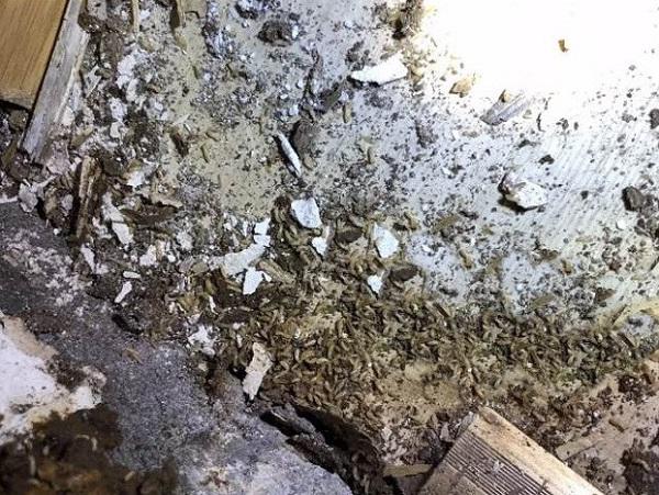 san nha, cua bong dung den si, chu nha duc ra moi phat hien au trung kinh di ben trong - 2