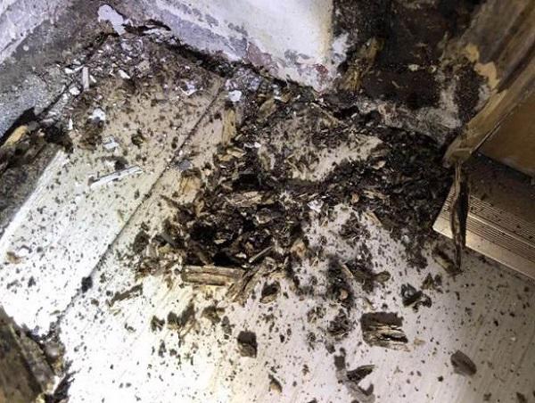 san nha, cua bong dung den si, chu nha duc ra moi phat hien au trung kinh di ben trong - 3