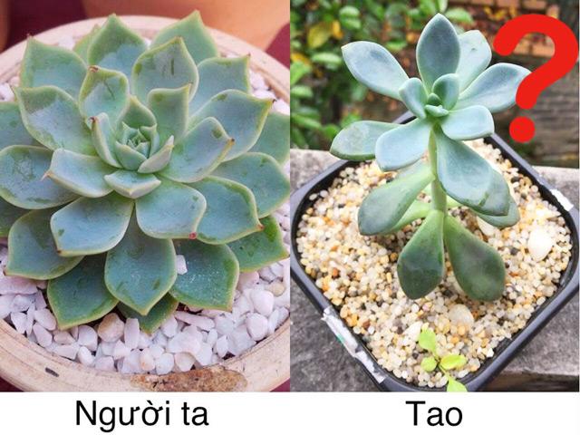 Đăng ảnh hỏi trồng sen đá sao thấy... sai sai, chàng trai ngã ngửa khi dân mạng kêu: Quá sai!