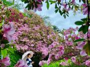 Xem ăn chơi - "Đã mắt" với những thảm đỗ quyên nhiều màu sắc, cao ngập đầu người ở Nhật Bản