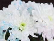 Nhà đẹp - Khỏi cần mua hoa đắt tiền, có ngay bình hoa màu độc lạ bằng cách nhuộm quá đơn giản