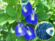 Nhà đẹp - Cây đậu biếc mà chị em đua nhau lấy hoa làm trân châu trồng rất dễ, tội gì không trồng