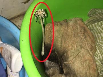 Anh chàng ở bẩn đỉnh cao khiến dân mạng dậy sóng: Nuôi nấm trong... chậu quần áo rồi muốn ăn