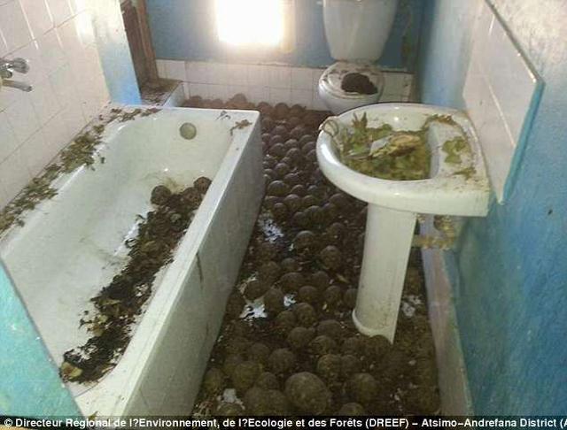 Phát hiện mùi hôi trong nhà, cô gái cùng cảnh sát đi tìm thì thấy cảnh tượng kinh hoàng - 2