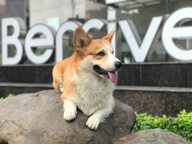 Kẻ gian cướp chó cưng trước sảnh chung cư, kéo lê người chủ hàng chục mét gây xôn xao MXH - 3