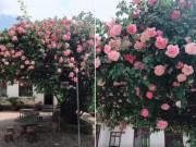 Nhà đẹp - Xuất hiện giàn hoa hồng leo "khổng lồ" đẹp xuất sắc khiến dân mạng... đứng ngồi không yên