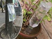 Nhà đẹp - Đi chơi xa "tẹt ga" không lo cây cảnh chết héo nhờ 5 mẹo tự tưới cây cực hay