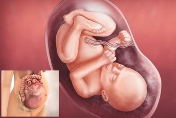 Sự phát triển của thai nhi trải qua các mốc quan trọng nào? - 5