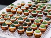 Bếp Eva - Nhìn cứ tưởng là chậu cây, lại gần mới biết sự thật khiến ai cũng chẳng thốt nên lời