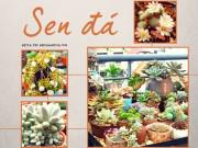 Nhà đẹp - Mãn nhãn với khu vườn 5000 cây sen đá đẹp xuất sắc trên ban công của ông bố Hà Nội