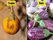 Nhà đẹp - Bất ngờ hình dáng của “tổ tiên” các loại rau củ quả mà chúng ta vẫn ăn thường ngày