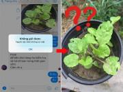Nhà đẹp - Đặt hạt hoa hồng online, cuối cùng mọc... rau cải, cô gái được dân mạng khuyên "mua ngay thịt bò"