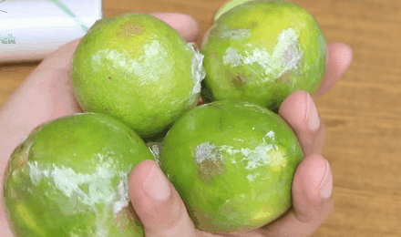 cat trong tu lanh ca thang ma qua chanh van cang mong, tuoi roi chi nho mot to bao cu - 12