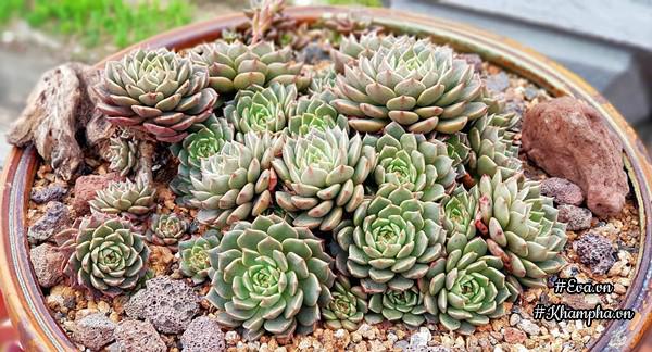 Học ông bố Hà Nội cách chăm 5000 cây sen đá đẹp amp;#34;mãn nhãnamp;#34;, ai nhìn cũng phải mê - 10