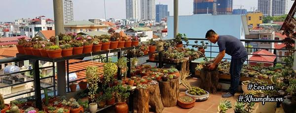 Học ông bố Hà Nội cách chăm 5000 cây sen đá đẹp amp;#34;mãn nhãnamp;#34;, ai nhìn cũng phải mê - 1