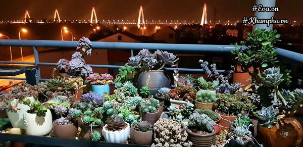 Học ông bố Hà Nội cách chăm 5000 cây sen đá đẹp amp;#34;mãn nhãnamp;#34;, ai nhìn cũng phải mê - 2