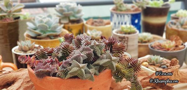 Học ông bố Hà Nội cách chăm 5000 cây sen đá đẹp amp;#34;mãn nhãnamp;#34;, ai nhìn cũng phải mê - 19