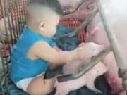 Làm mẹ - Ngồi bệt chơi với đàn lợn con say sữa, bé 9 tháng ở Đồng Nai bỗng "nổi như cồn"