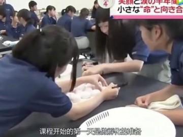 Lớp học Nhật Bản cho trẻ em ấp trứng, nuôi gà rồi tự tay giết thịt gây tranh cãi