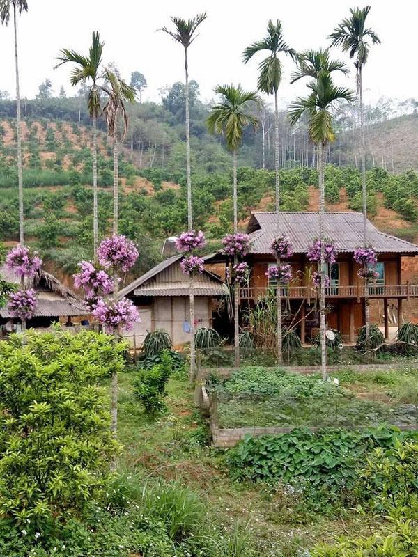 Lạ mà hay: Cho lan amp;#34;sống chungamp;#34; với cây cau, ngắm hoa đẹp ngỡ ngàng - 1
