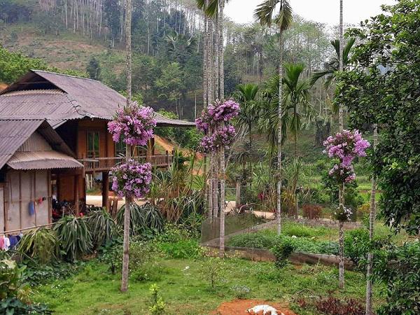 Lạ mà hay: Cho lan amp;#34;sống chungamp;#34; với cây cau, ngắm hoa đẹp ngỡ ngàng - 3