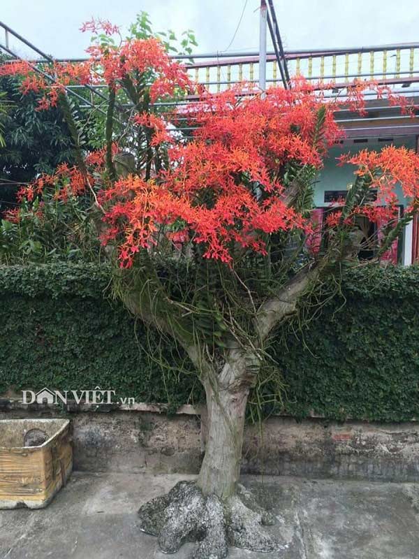 Tháng 5 rực rỡ: Ngắm lan huyết nhung nở đỏ rộ như hoa phượng vĩ - 1