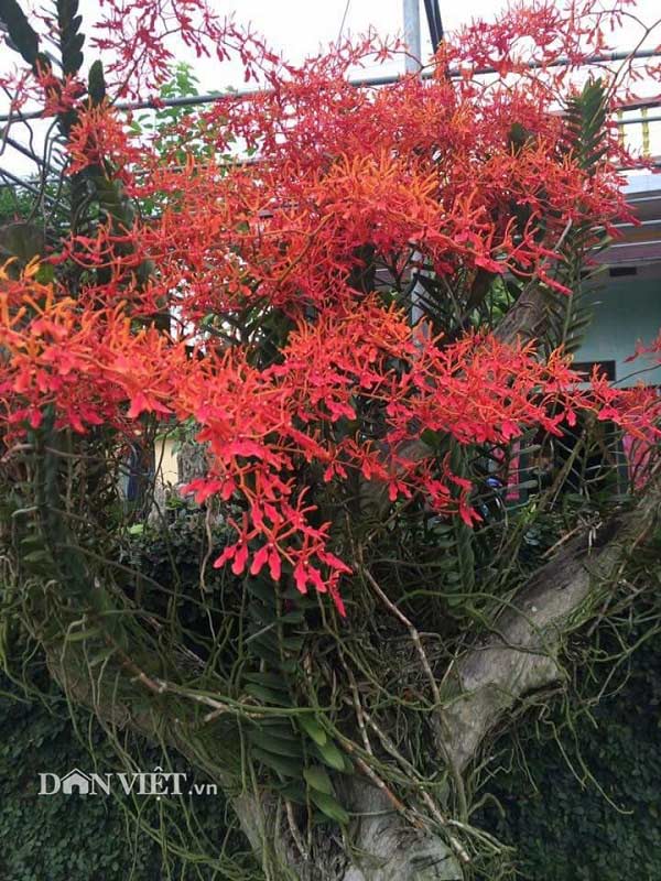 Tháng 5 rực rỡ: Ngắm lan huyết nhung nở đỏ rộ như hoa phượng vĩ - 2