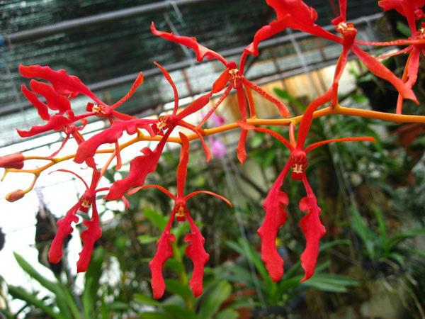 Tháng 5 rực rỡ: Ngắm lan huyết nhung nở đỏ rộ như hoa phượng vĩ - 3