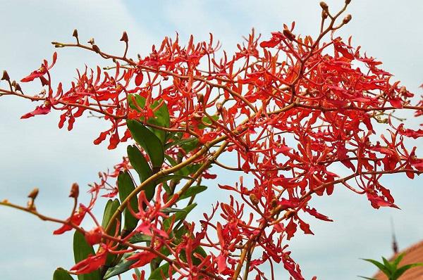 Tháng 5 rực rỡ: Ngắm lan huyết nhung nở đỏ rộ như hoa phượng vĩ - 4