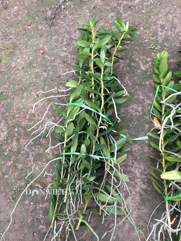 Tháng 5 rực rỡ: Ngắm lan huyết nhung nở đỏ rộ như hoa phượng vĩ - 5