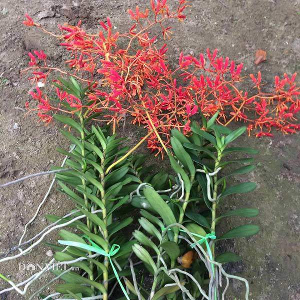 Tháng 5 rực rỡ: Ngắm lan huyết nhung nở đỏ rộ như hoa phượng vĩ - 6